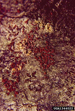 beech bark disease (Nectria coccinea ) on American beech (Fagus grandifolia ) - 1344022