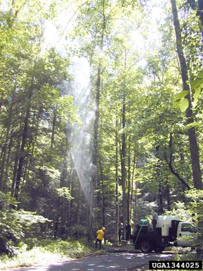 hemlock woolly adelgid (Adelges tsugae ) on eastern hemlock (Tsuga canadensis ) - 1344025