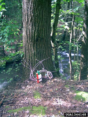 hemlock woolly adelgid (Adelges tsugae ) on eastern hemlock (Tsuga canadensis ) - 1344148