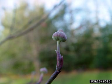 flowering dogwood, Cornus florida  (Cornales: Cornaceae) - 1346015