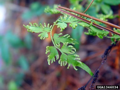 Japanese climbing fern, Lygodium japonicum  (Polypodiales: Lygodiaceae) - 1346034