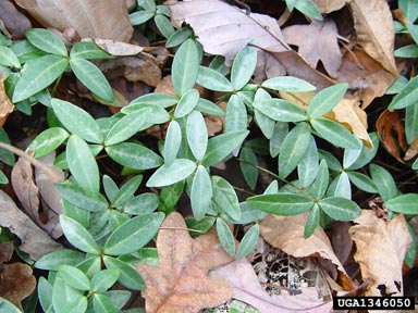 common periwinkle, Vinca minor  (Gentianales: Apocynaceae) - 1346050
