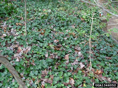 English ivy, Hedera helix  (Apiales: Araliaceae) - 1346052
