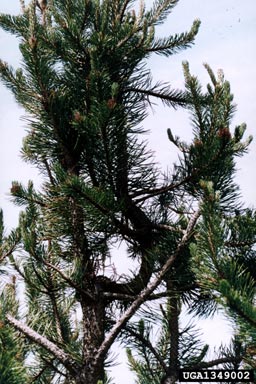 European pine shoot moth (Rhyacionia buoliana ) on pine (Pinus spp. ) - 1349002