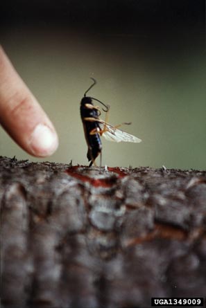 Sirex woodwasp, Sirex noctilio  (Hymenoptera: Siricidae) - 1349009