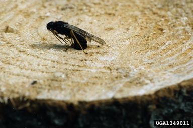 Sirex woodwasp, Sirex noctilio  (Hymenoptera: Siricidae) - 1349011