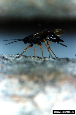 Sirex woodwasp, Sirex noctilio  (Hymenoptera: Siricidae) - 1349014