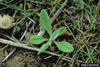 yellow starthistle, Centaurea solstitialis  (Asterales: Asteraceae) - 1350006