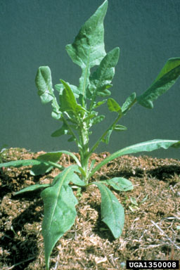 yellow starthistle, Centaurea solstitialis  (Asterales: Asteraceae) - 1350008
