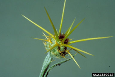 yellow starthistle, Centaurea solstitialis  (Asterales: Asteraceae) - 1350012
