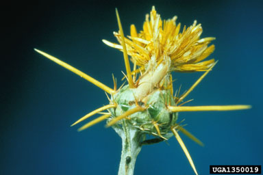 yellow starthistle bud weevil (Bangasternus orientalis ) on yellow starthistle (Centaurea solstitialis ) - 1350019