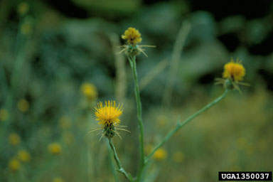 yellow starthistle, Centaurea solstitialis  (Asterales: Asteraceae) - 1350037