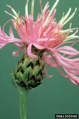 spotted knapweed, Centaurea stoebe ssp. micranthos (Asterales: Asteraceae) - 1350048