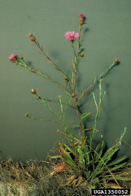 meadow knapweed, Centaurea moncktonii  (Asterales: Asteraceae) - 1350052