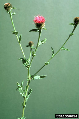 black knapweed, Centaurea nigra  (Asterales: Asteraceae) - 1350054