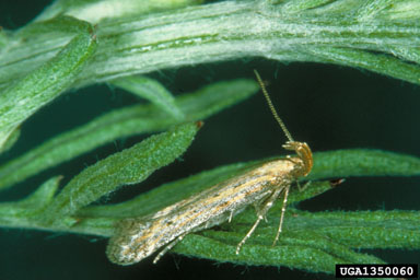 knapweed seedhead moth, Metzneria paucipunctella  (Lepidoptera: Gelechiidae) - 1350060