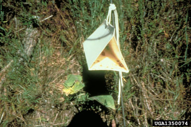 sulfur knapweed root moth, Agapeta zoegana  (Lepidoptera: Cochylidae) - 1350074