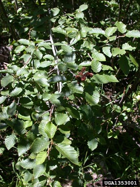 gray alder, Alnus incana  (Fagales: Betulaceae) - 1353001