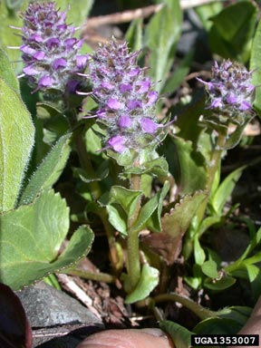 alpine besseya, Besseya alpina  (Scrophulariales: Scrophulariaceae) - 1353007