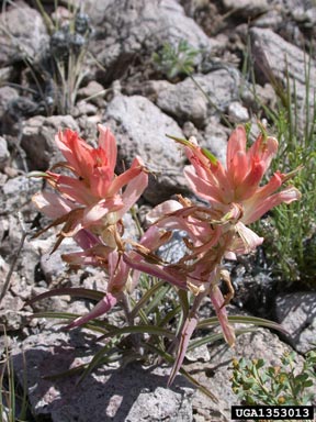 wholeleaf Indian paintbrush, Castilleja integra  (Scrophulariales: Scrophulariaceae) - 1353013