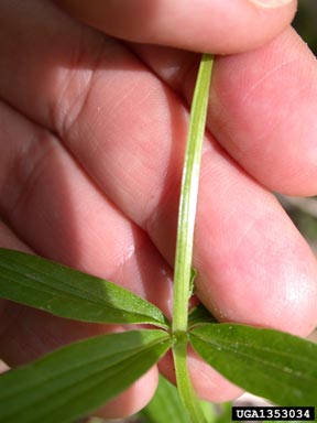 northern bedstraw, Galium boreale  (Rubiales: Rubiaceae) - 1353034