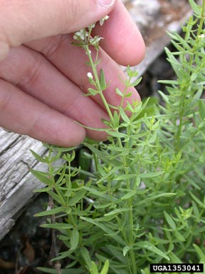 northern bedstraw, Galium boreale  (Rubiales: Rubiaceae) - 1353041