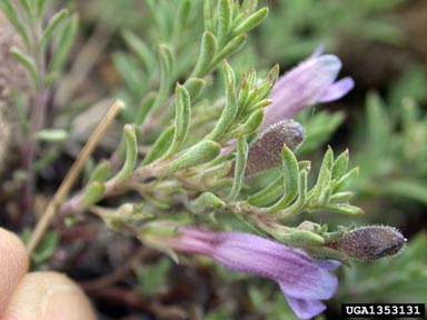 Crandall's beardtongue, Penstemon crandallii  (Scrophulariales: Scrophulariaceae) - 1353131