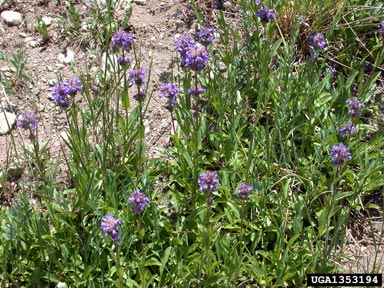 Rydberg's penstemon, Penstemon rydbergii  (Scrophulariales: Scrophulariaceae) - 1353194