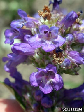 Rydberg's penstemon, Penstemon rydbergii  (Scrophulariales: Scrophulariaceae) - 1353196