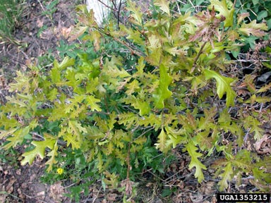 Gambel oak, Quercus gambelii  (Fagales: Fagaceae) - 1353215