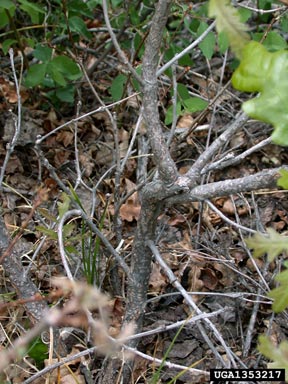 Gambel oak, Quercus gambelii  (Fagales: Fagaceae) - 1353217