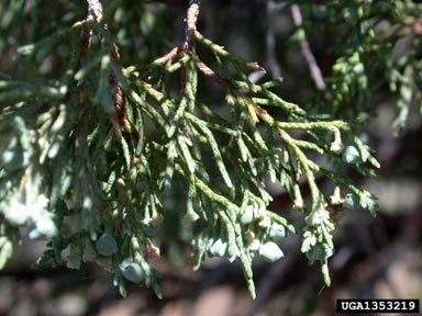 Utah juniper, Juniperus osteosperma  (Pinales: Cupressaceae) - 1353219
