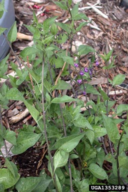 bittersweet nightshade, Solanum dulcamara  (Solanales: Solanaceae) - 1353289