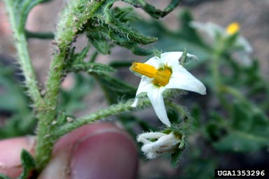 cutleaf nightshade, Solanum triflorum  (Solanales: Solanaceae) - 1353296