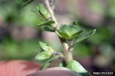 thymeleaf speedwell, Veronica serpyllifolia  (Scrophulariales: Scrophulariaceae) - 1353322