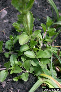 thymeleaf speedwell, Veronica serpyllifolia  (Scrophulariales: Scrophulariaceae) - 1353336