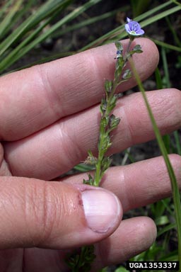 thymeleaf speedwell, Veronica serpyllifolia  (Scrophulariales: Scrophulariaceae) - 1353337