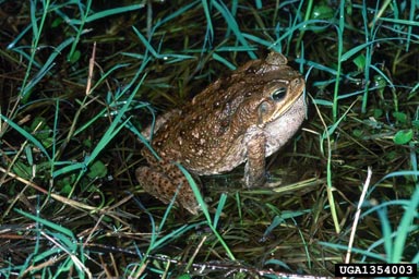 cane toad, Rhinella marina  (Anura: Bufonidae) - 1354003