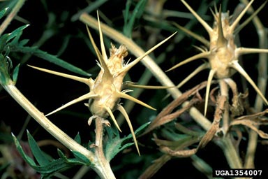 purple starthistle, Centaurea calcitrapa  (Asterales: Asteraceae) - 1354007