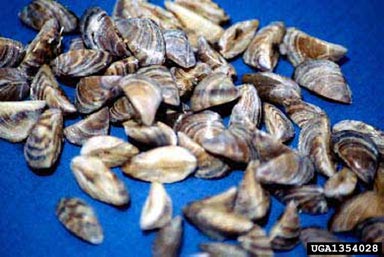 zebra mussel, Dreissena polymorpha  (Veneroida: Dreissenidae) - 1354028