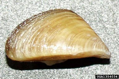 zebra mussel, Dreissena polymorpha  (Veneroida: Dreissenidae) - 1354034