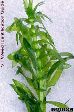 Brazilian waterweed, Egeria densa  (Hydrocharitales: Hydrocharitaceae) - 1354041