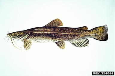 flathead catfish, Pylodictis olivaris  (Siluriformes: Ictaluridae) - 1354044