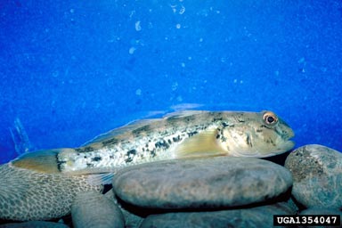 round goby, Neogobius melanostomus  (Perciformes: Gobiidae) - 1354047