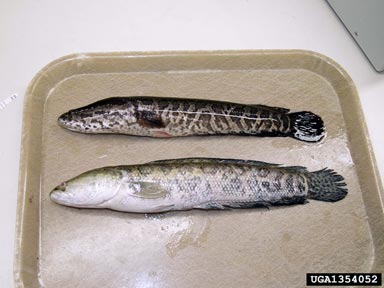 northern snakehead, Channa argus  (Perciformes: Channidae) - 1354052