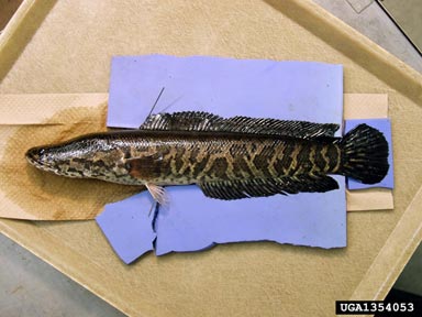 northern snakehead, Channa argus  (Perciformes: Channidae) - 1354053