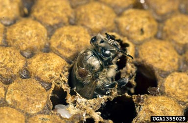 honey bee varroa mite (Varroa destructor ) on honey bee (Apis mellifera ) - 1355029