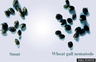 wheat seed-gall nematode, Anguina tritici  (Tylenchida: Anguinidae) - 1356002