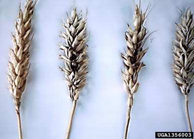 wheat seed-gall nematode (Anguina tritici ) on common wheat (Triticum aestivum ) - 1356003