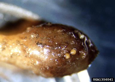 yellow potato cyst nematode, Globodera rostochiensis  (Tylenchida: Heteroderidae) - 1356041